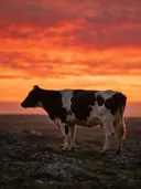 Koe in het veld, een rotsachtig hoogland, een silhouet tegen een vurige zonsondergang