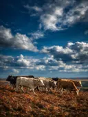Koe in kudde, een varenhelling, een dramatische blauwe lucht