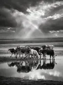 Koe in kudde, de oever, met een spiegeling in het water, een fris moment na de regen, zwart-wit