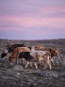 Koe in kudde, een rotsachtig hoogland, een roze-paarse schemering
