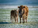Koe met jong, een rustig weiland, een dun laagje sneeuw