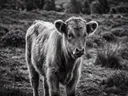 Koe met jong, een wilde heide, volle herfstkleuren, zwart-wit