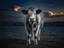 Koe met tong uit, een rustig weiland, een blauw-oranje schemering, zwart-wit