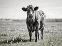 Koe met tong uit, een rustig weiland, een fris lentemoment, zwart-wit