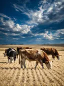 Koe op afstand, een goudkleurig stoppelveld, een dramatische blauwe lucht