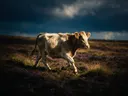 Koe op afstand, een wilde heide, een enkele lichtbundel als een spotlicht