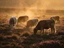 Koe op afstand, een wilde heide, een gouden namiddagzon