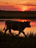 Koe op afstand, een weide bij het water, een silhouet tegen een vurige zonsondergang