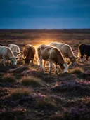 Koe op afstand, een wilde heide, het felle tegenlicht van de ondergaande zon