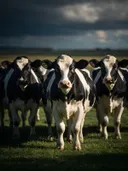 Koe recht in de lens, een rustig weiland, een enkele lichtbundel als een spotlicht