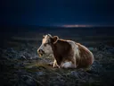 Koe rustend, een rotsachtig hoogland, de laatste gloed vlak voor de nacht