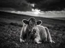 Koe rustend, een varenhelling, een dreigende luchten met een sepia-gloed, zwart-wit