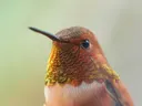 Close-up van het gezicht en de glinsterende veren van een kolibrie.