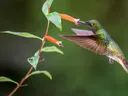 Kolibrie in de vlucht die nectar drinkt uit een oranje bloem