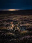 Konijn een teder moment, een wilde heide, de laatste gloed vlak voor de nacht