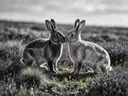 Konijn een teder moment, een wilde heide, een fris lentemoment, zwart-wit