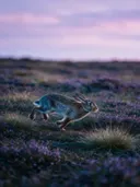 Konijn in beweging, een wilde heide, een roze-paarse schemering