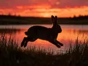Konijn in beweging, een weide bij het water, een silhouet tegen een vurige zonsondergang