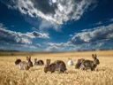 Konijn in het veld, een goudkleurig stoppelveld, een dramatische blauwe lucht