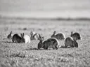 Konijn in het veld, een rustig weiland, een fris lentemoment, zwart-wit