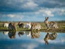 Konijn in het veld, de oever, met een spiegeling in het water, een zacht bewolkte hemel