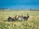 Konijn in kudde, een goudkleurig stoppelveld, een fris lentemoment