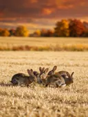 Konijn in kudde, een goudkleurig stoppelveld, volle herfstkleuren