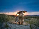 Konijn met flaporen, de duinen, het felle tegenlicht van de ondergaande zon