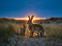 Konijn met jong, de duinen, het felle tegenlicht van de ondergaande zon