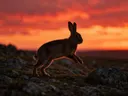 Konijn op afstand, een rotsachtig hoogland, een silhouet tegen een vurige zonsondergang