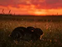Konijn rustend, een bloemenweide, een silhouet tegen een vurige zonsondergang