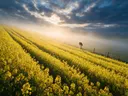 Landschapsfoto van koolzaad bij de ochtendmist, met twee uilen op een paal