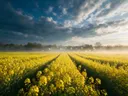 Landschapsfoto van koolzaad bij de ochtendmist, met witte duiven die opvliegen