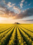 Landschapsfoto van koolzaad bij het gouden uur, met een boerderijtje aan het einde van de rijen