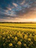 Landschapsfoto van koolzaad bij het gouden uur, met een kudde schapen
