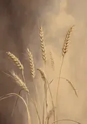 Gouden korenaren close-up schilderij