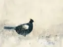 Schilderij van een zwarte vogel in een besneeuwd veld.