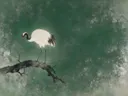 Schilderij van een kraanvogel, oosterse stijl in dennengroen