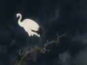 Schilderij van een kraanvogel, oosterse stijl in inktzwart