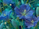 Schilderij van blauwe klokbloemen met gouden adertjes in een groen sprookjesbos