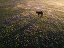 Landschapsfoto van krokus bij het gouden uur, met een eenzaam paard