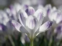 Macrofotografie van dauwdruppels op krokus, glinsterlicht, wit met paarse veren