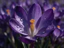 Macrofotografie van dauwdruppels op krokus, regenboogglans, dieppaars