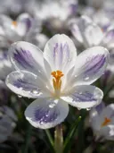 Macrofotografie van dauwdruppels op krokus, regenboogglans, wit met paarse veren