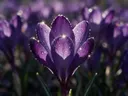 Macrofotografie van dauwdruppels op krokus, sterrenglans, dieppaars