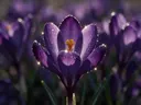 Macrofotografie van dauwdruppels op krokus, sterrenglans, dieppaars