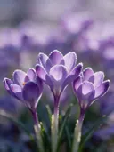 Fotografie van krokus in de vorst