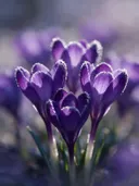 Fotografie van krokus in de vorst, dieppaars