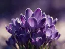 Fotografie van krokus in de vorst, dieppaars