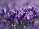 Fotografie van krokus in de vorst, dieppaars